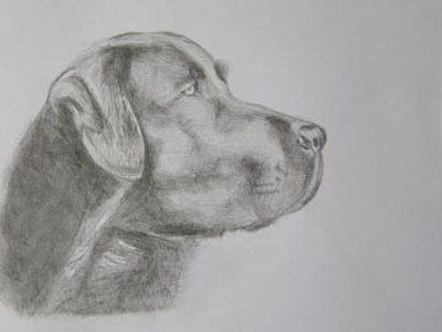 Flynn dog pencil sketch