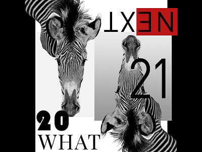 zebra2021 graphicdesign zebra
