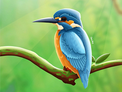 kingfisrher Bird illustration illustrator painting vector