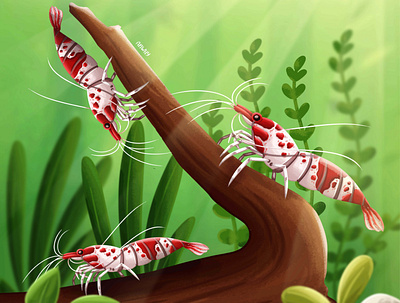 Litle Shrimp illustration illustrator painting vector