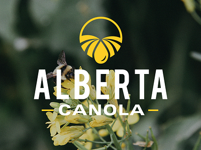 Alberta Canola agriculture alberta badge branding farm farm land icon design illustration logo design the banner years typography water drop