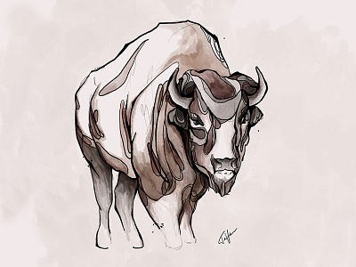 Buffalo animal illustration buffalo hand drawn illustration ink art ink drawing ink illustration ipad pro line art procreate procreate art texture watercolor