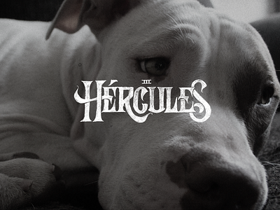 Hércules - Lettering customtype dogs goodtype handlettering handmadefont hercules lettering letters love pits pet care pitbull pits sketch sketch lettering typematters typespire victorian
