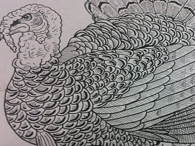 Turkey drawing illustration sketch turkey vintage wildlife