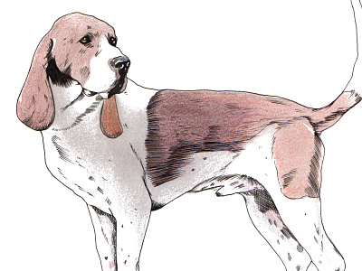 Dog dog drawing hound hunting illustration vintage wilderness