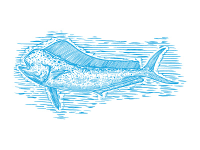 Mahi Mahi fish illustration lino