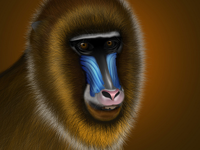 Monkey Mr. Mandrill - Digital Art