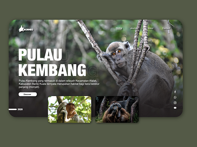 Landing Page Borneo monkey clean ui design illustration landing page typography ui uiux uiux design uiuxdesign ux web