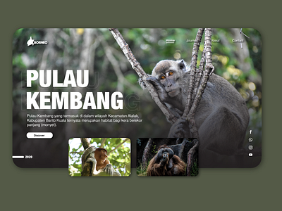 Landing Page Borneo monkey