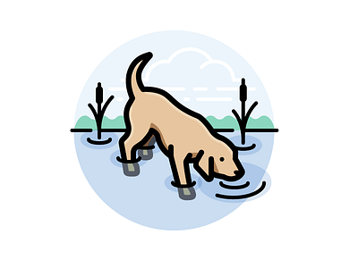 Dog Drinking From Stream animal canine dog drink drinking labrador retriever pet yellow lab