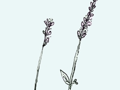 Wildflower flower illustration wildflower