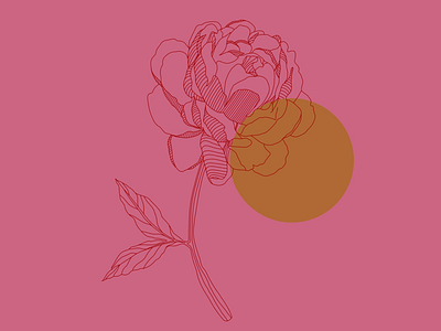 Peony flower illustration peony