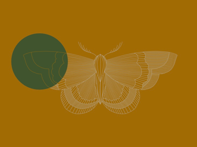 Moth illustration moth