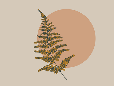 Fern