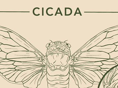 Cicadas 17 years 2020 aholtondesign art biological illustration brood cicada cicadoidea commission design drawing graphic design illustration insects line art line artwork logo