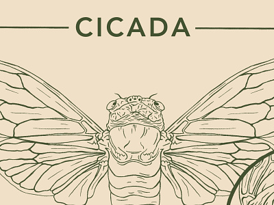 Cicadas