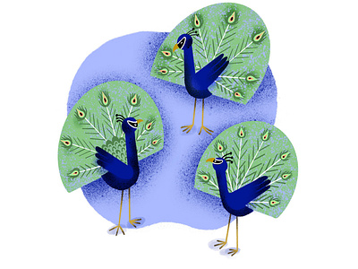 peacock animals illustrated branding children art design illustration