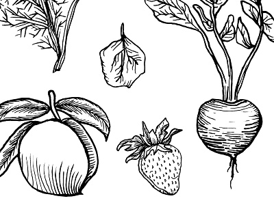 The Pickled Peach Cafe beet design drawing fennel hand drawn illustration leaf peach sketch spinach strawberry vegetables