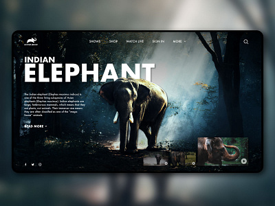 Animal Planet Website Design Concept branding design ui ux web web design website