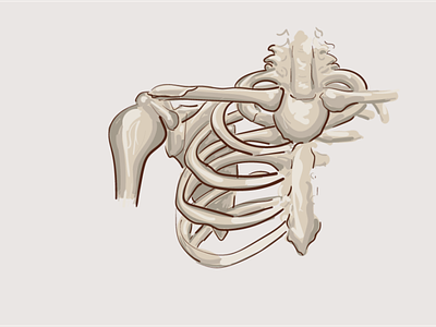clavicle (fracture) adobe illustrator bones illustration