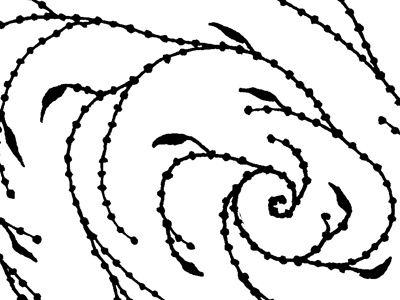 Seaweed Whorl illustration line drawing seaweed