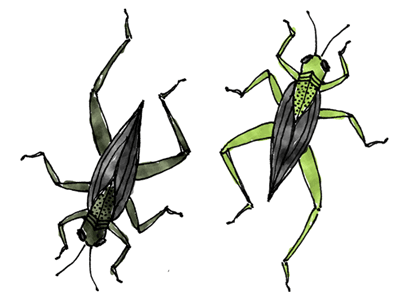 Grasshoppers grasshopper illustration insect line drawing