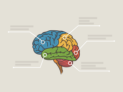 smarts anatomy brain diagram