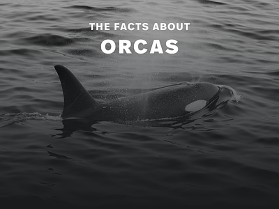 Orcas orca whales