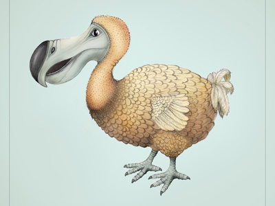 Dodo dodo illustration