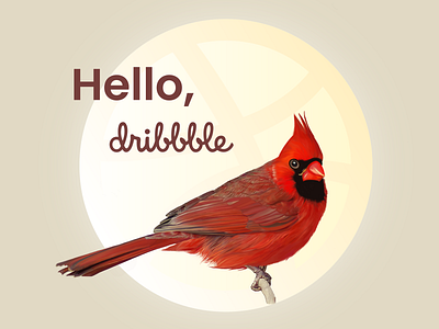 Hello Dribbble! 2d 2d art art bird cardinals digital digital art feather illustration ipadpro nature ohio procreate procreate art procreate brushes procreateapp red redbird state bird texture