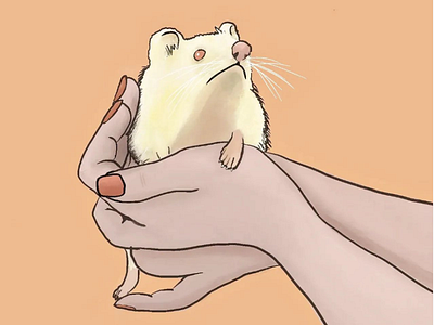Piggy the albino hedgehog animal animal illustration design graphic design hedgehog illustration