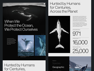 Ocean Alliance branding clean design layout minimal ocean typography ui web design website whales