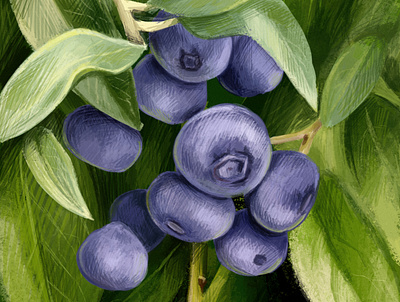 Berries adobephotoshop berries digitalartist digitalpainting illustration illustration art painting practice