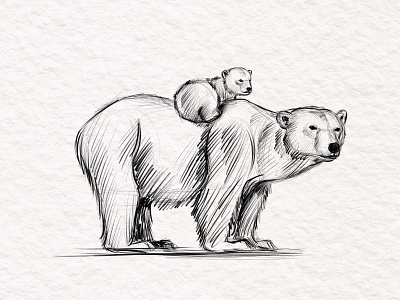 Bears sketch adobephotoshop animal animalart animalsketch bears digitalpainting illustration illustration art polarbear