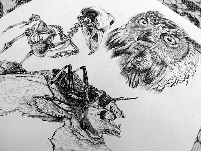Owl Study Dribbbble anatomy crosshatch drawing grasshopper illustration ink nature owl pen stipple texture wood