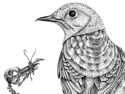 Mountain Blue Bird Study birds detail drawing illustration ink mountain skeleton