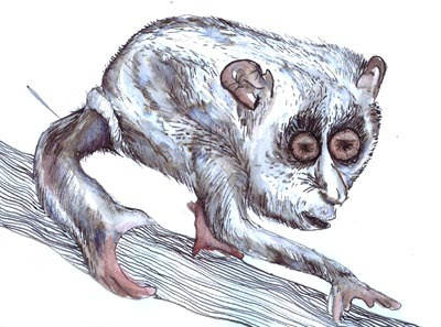 Slow Loris  Web W.I.P