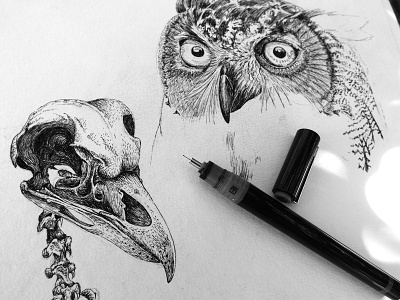 Sketchbook - study of an owl crosshatch drawing etching fineliner illustration ink owl pencil skeleton study vintage