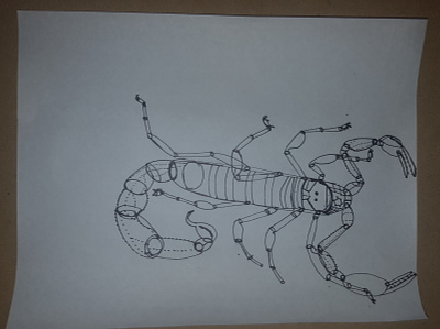 Androctonus australis Fat Tailed Scorpion drawing illustration scorpion traditional art