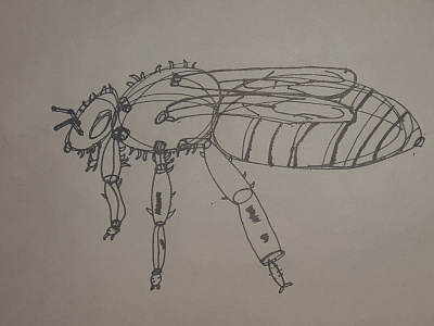 Apis mellifera Western honey bee drawabox drawing honey bee illustration traditional art