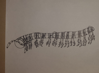 Harpaphe haydeniana yellow spotted millipede drawabox drawing illustration millipede traditional art traditional illustration