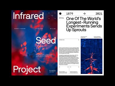 Infrared Seed Project art direction design grid layout minimal typography ux web
