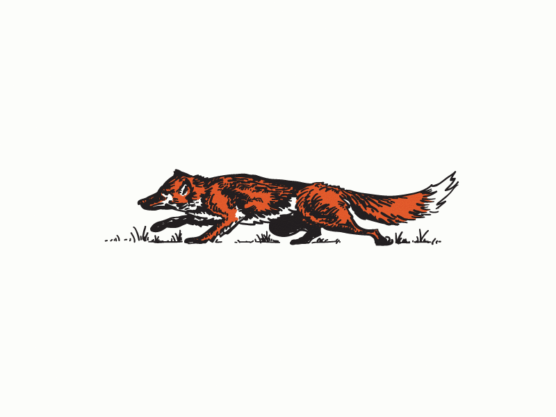 Hunting Fox (gif)