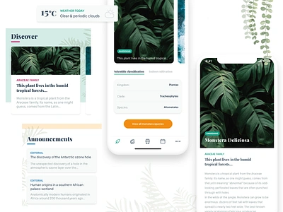 [ui] Plant app concept - monstera deliciosa app clean ui design flat icon illustration illustrations minimal monstera nature plants ui ux whitespace