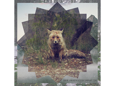 Educational Project animal awaken design company cover design fox graphic design layout mountains nature outdoors photo manipulation simple