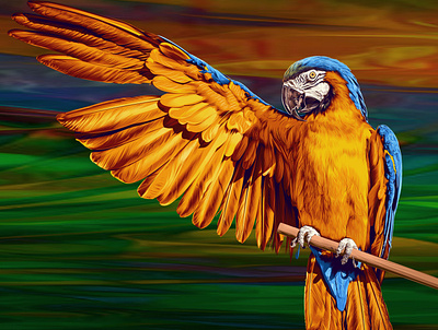 Macaw - Digital Painting abdelrahman taymour art artwork colorful drawing illustration painting taymour عبدالرحمن تيمور
