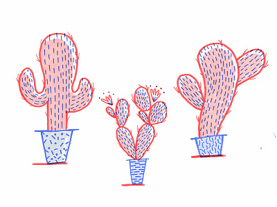 Cacti Study cacti cactus hot house plants