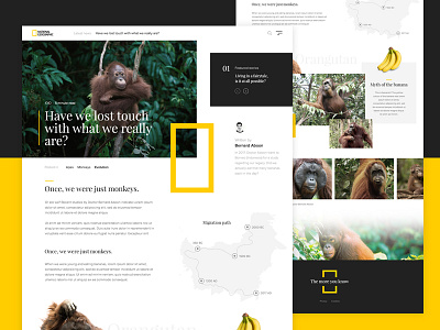 National Geographic article exploration apes article monkey national geographic ng orangutan wildlife