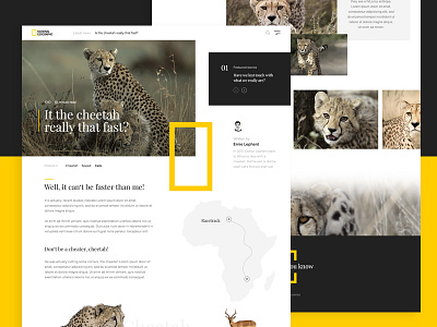 National Geographic article exploration adventure cats cheetah exploratio national geographic ng speed webdesign website wildlife