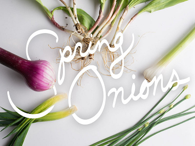 spring! food handwriting lettering onions recipe scallions script tasting table vegetables